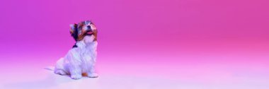 Studio image of cute little Biewer Yorkshire Terrier, dog, puppy calmly sitting over pink background in neon light. Concept of motion, action, animal life, domestic animal. Banner. Copyspace for ad.
