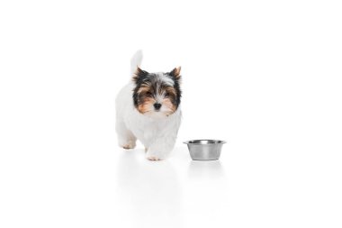Studio image of cute little Biewer Yorkshire Terrier, dog, puppy, posing with bowl over white background. Concept of motion, action, pets love, animal life, domestic animal. Copyspace for ad.