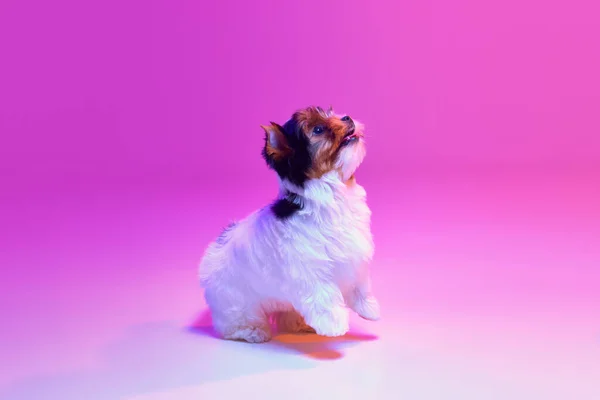 Studio Image Cute Little Biewer Yorkshire Terrier Dog Puppy Posing — Photo