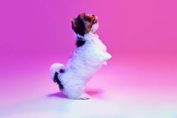 Studio Image Cute Little Biewer Yorkshire Terrier Dog Puppy Posing — Stock Photo, Image