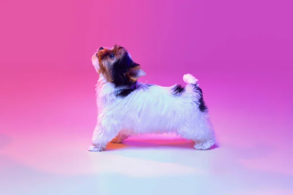 Studio Image Cute Little Biewer Yorkshire Terrier Dog Puppy Looking — Photo