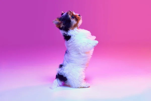 Studio Image Cute Little Biewer Yorkshire Terrier Dog Puppy Standing — Photo
