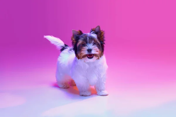 Smiling Studio Image Cute Little Biewer Yorkshire Terrier Dog Puppy — Stock Photo, Image