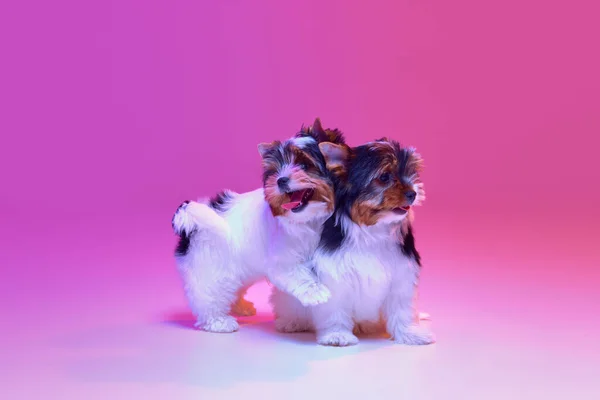 Studio Image Two Cute Little Biewer Yorkshire Terrier Dogs Playing — Photo