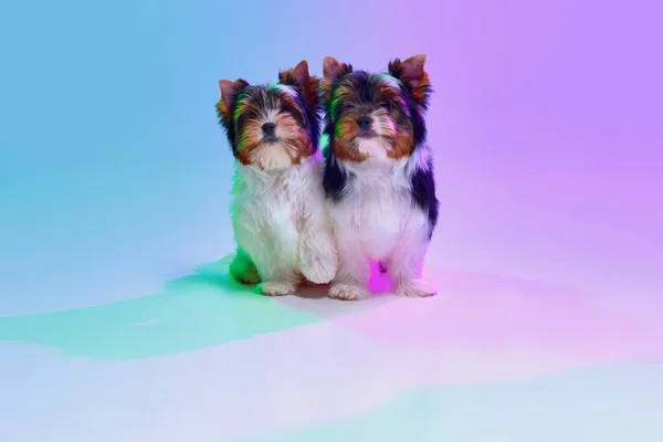 Studio Image Two Cute Little Biewer Yorkshire Terrier Dogs Puppies — Stock Photo, Image