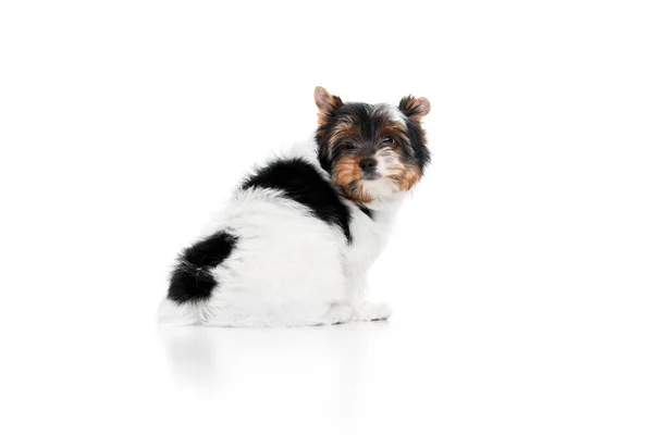 Kluges Haustier Studio Bild Des Niedlichen Kleinen Biewer Yorkshire Terrier — Stockfoto