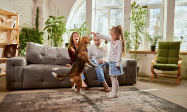 Playful smart dog following commands. Little girl playing with beagle on living room in sunny day. Parents playing with child and dog. Relationship, family, parenthood, childhood, animal life concept