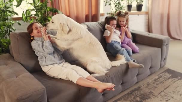 Happy Smiling Girl Kid Playing Cute Golden Retriever Dog Sofa — Stockvideo