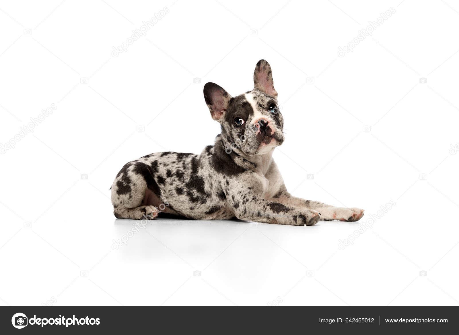 Studio Image Purebred French Bulldog Spotted Color Lying Looking