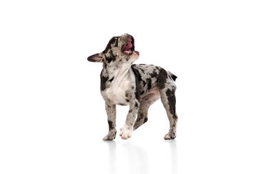 Beautiful dog. Studio image of purebred French bulldog in spotted color barking, playing over white background. Concept of domestic animal, pet care, motion, action, animal life.