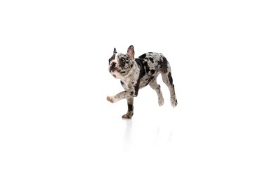 Funny muzzle. Studio image of beautiful active purebred French bulldog in spotted color running over white background. Concept of domestic animal, pet care, motion, action, animal life.