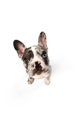 Top view. Studio image of purebred French bulldog in spotted color sitting and looking at camera over white background. Domestic animal, pet care, motion, action, animal life. Copy space for ad