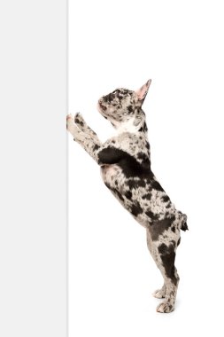 Standing on hind legs. Studio image of purebred French bulldog in spotted color over white background. Concept of domestic animal, pet care, motion, action, animal life. Copy space for ad
