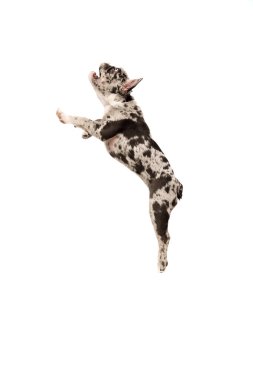 Jumping on hind legs. Studio image of purebred French bulldog in spotted color over white background. Concept of domestic animal, pet care, motion, action, animal life. Copy space for ad