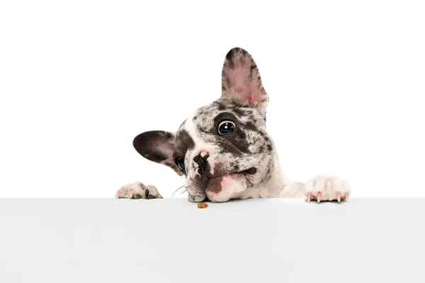 Sniffing Food Studio Image Purebred French Bulldog Spotted Color Peeking — Photo