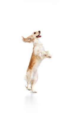 Stüdyo görüntüsü, oyuncu, aktif, güzel köpek, arka ayakları üzerinde duran İngiliz cocker spaniel beyaz arka plan. Evcil hayvan kavramı, hareket, eylem, hayvan hayatı. Reklam için kopyalama alanı.