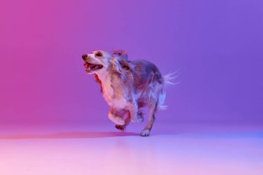 Stüdyo görüntüsü, güzel, mutlu köpek, İngiliz cocker spaniel gradyan pembe arka planda koşuyor. Evcil hayvan kavramı, hareket, eylem, evcil hayvanlar, aşk, hayvan hayatı. Reklam için kopyalama alanı.