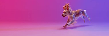 Güzel köpeğin stüdyo görüntüsü, ingiliz cocker spanyel gradyan pembe arka planda koşuyor. Evcil hayvan kavramı, hareket, eylem, evcil hayvanlar, aşk, hayvan hayatı. Pankart. Reklam için kopyalama alanı.