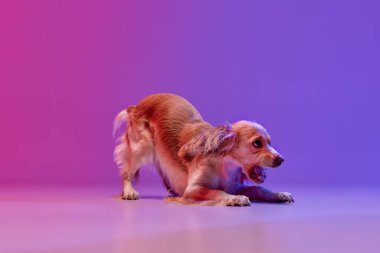 Güzel, dikkatli köpeğin stüdyo görüntüsü, İngiliz cocker spaniel 'in gradyan pembe arka planda havlaması. Evcil hayvan kavramı, hareket, eylem, evcil hayvanlar, aşk, hayvan hayatı. Reklam için kopyalama alanı.