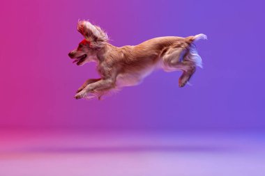 Akıllı köpeğin stüdyo görüntüsü, İngiliz cocker spaniel jumping, gradyan pembe arka plana karşı oynamak. Evcil hayvan kavramı, hareket, eylem, evcil hayvanlar, aşk, hayvan hayatı. Reklam için kopyalama alanı.