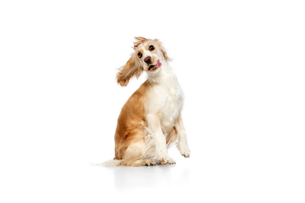 美丽而快乐的狗 顽皮的英国小猎犬坐在白色的背景上的滑稽形象 家养动物的概念 宠物的爱 动物的生活 广告的复制空间 — 图库照片