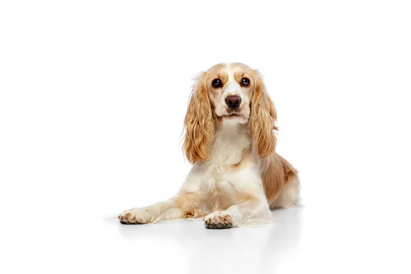 Студійне Зображення Красивого Розумного Собаки Золотий Англійський Спанієль Кокер Лежить — стокове фото