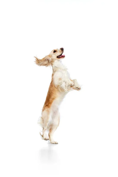 遊び心のある アクティブ 美しい犬 白い背景に足の後ろに立って英語のコッカーのスパニエルのスタジオイメージ 動物の生活の概念 広告のコピースペース — ストック写真