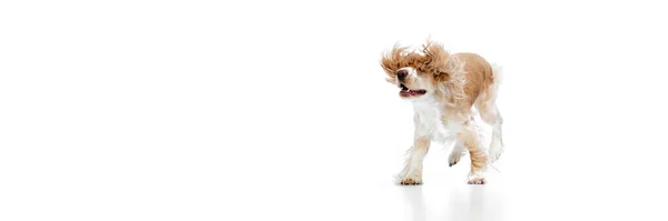 走ってる 空飛ぶ耳 白い背景を背景に 美しい犬 英語のコッカー スパニエルのスタジオイメージ 動物の生活の概念 バナーだ 広告のコピースペース — ストック写真