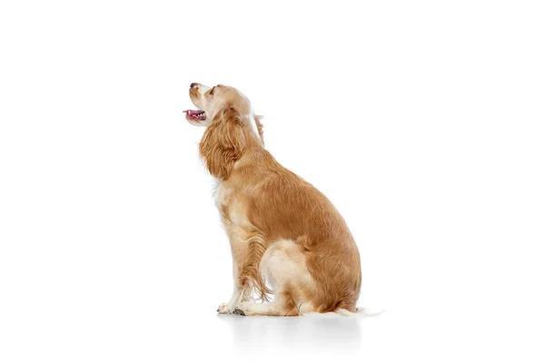 Вид Сбоку Студийный Образ Красивой Собаки Английский Кокер Спокойно Сидящий — стоковое фото