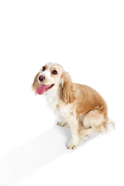Güzel Köpeğin Üst Izometrik Görüntüsü Şirin Ngiliz Cocker Spaniel Sakince — Stok fotoğraf