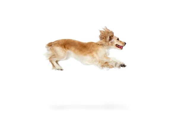 Studiobild Eines Aktiven Verspielten Schönen Hundes Englischer Cockerspaniel Bewegung Der — Stockfoto