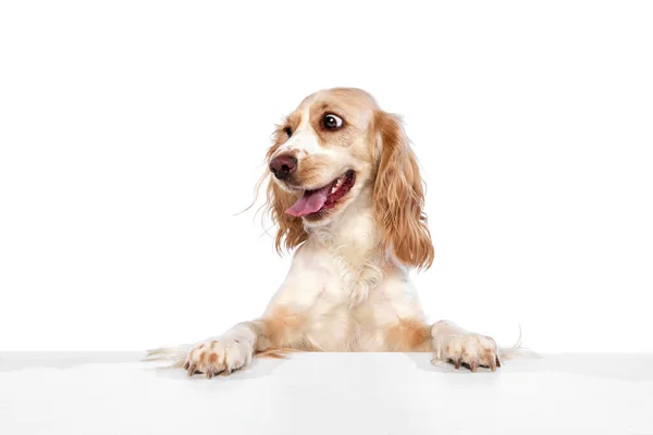 Studiobild Eines Attraktiven Niedlichen Liebenswerten Hundes Eines Englischen Cockerspaniels Der — Stockfoto