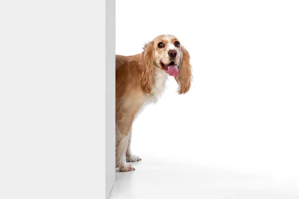Студийный Образ Игривой Симпатичной Милой Собаки Заглядывающей Угол Улыбающейся Белом — стоковое фото