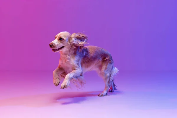 演播室里的美丽的狗 顽皮的英国小猎犬在渐变的粉色紫色背景下奔跑 家养动物的概念 宠物的爱 动物的生活 广告的复制空间 — 图库照片