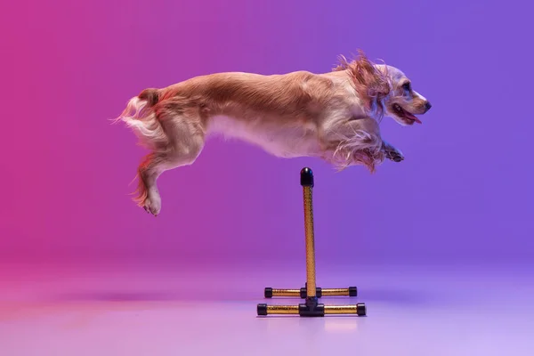Studio Image Smart Dog English Cocker Spaniel Jumping Barrier Gradient — Stock Photo, Image
