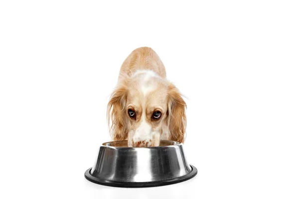 Studio Obraz Piękny Pies Złoty Angielski Cocker Spaniel Jedzenie Miski — Zdjęcie stockowe