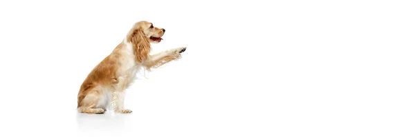 Студийный Образ Красивой Собаки Английского Кокера Сидящего Дающего Лапу Белом — стоковое фото
