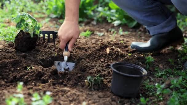 Manos Masculinas Excavando Tierra Para Poner Planta Jardín Hombre Granjero — Vídeos de Stock