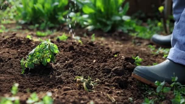 Homem Agricultor Cuidando Jardim Regando Verde Plantas Com Própria Mão — Vídeo de Stock