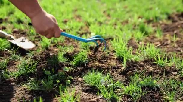 新しい緑 植物を植える前に 男性の手は地面を緩めます 園芸用の道具を使った男だ 晴れた日の屋外 春の庭 天然物 農業の概念 — ストック動画