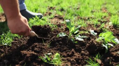 Erkek eller toprağı kazıyor ve bahçeye bitki ekiyor. Baharda bahçeyle ilgilenen bir çiftçi. Ilık bahar gününde açık hava aktivitesi. Doğal ürünler, bahçıvanlık, tarım kavramı