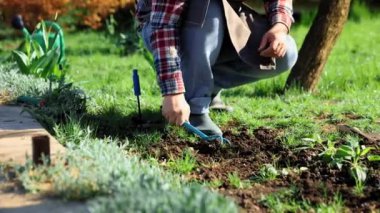 Erkek eller toprağı gevşetiyor, yeni organik ürünler, sebzeler, yeşillikler, bitkiler ekmeden önce bahçe işliyor. Bahçe aletleri kullanan bir adam, tırmık. Doğal ürünler, bahçıvanlık, tarım kavramı