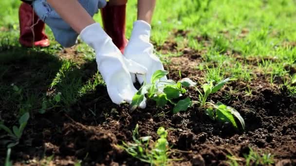 庭の世話をする手袋の農家 植え付け後の植物に水をやります 屋外での園芸と暖かい春の日 水分補給 天然物 農業の概念 — ストック動画