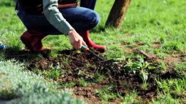 Erkek eller toprağı gevşetiyor, yeni organik sebzeler, yeşiller, güneşli bahar günlerinde bitkiler ekmeden önce bahçe işliyor. Bahçe aletleri kullanan bir adam, tırmık. Doğal ürünler, bahçıvanlık, tarım kavramı