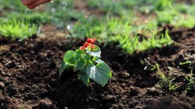 Kadın elleri, bahçıvan, yeşilliklere bakan çiftçi, sulama bitkileri, kendi elleriyle çiçekler. Baharda bahçe bakımı. Sıcak bir günde açık hava aktivitesi. Doğal ürünler, bahçıvanlık, tarım kavramı