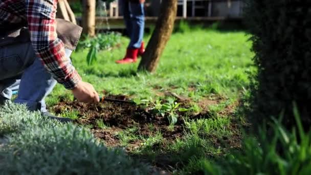 Muž Zahradník Farmář Uvolňující Půdu Zahrada Před Výsadbou Nových Ekologických — Stock video