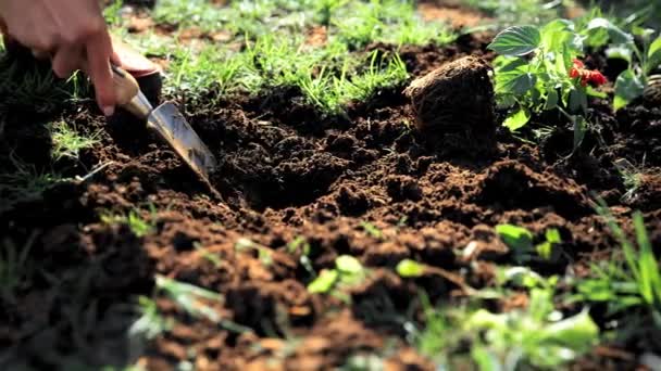 植物を庭に入れるために地面を掘る女性の手 春に庭の世話をする農家 暖かい春の日に屋外活動 天然物 農業の概念 — ストック動画