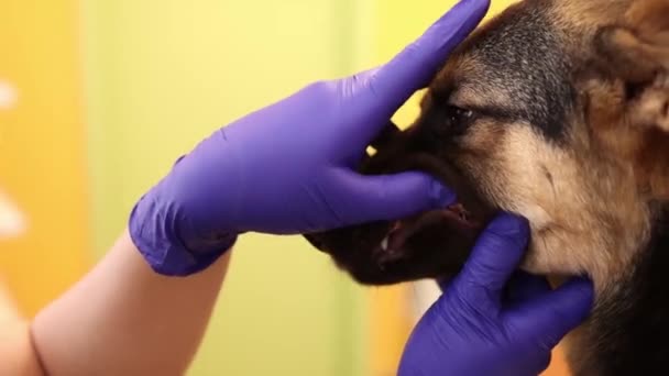 Docteur Vétérinaire Vérifiant Les Dents Des Chiens Effectuant Examen Médical — Video