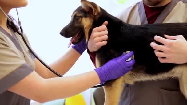 Vrouwelijke Dokter Dierenarts Die Hond Onderzoekt Zijn Longen Controleert Hart — Stockvideo