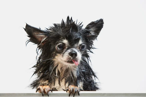 Lustig Aussehender Kleiner Hund Mit Herausgestreckter Zunge Der Mit Nassem — Stockfoto